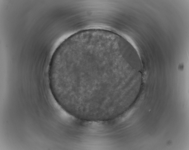 X0000091340995200709071214