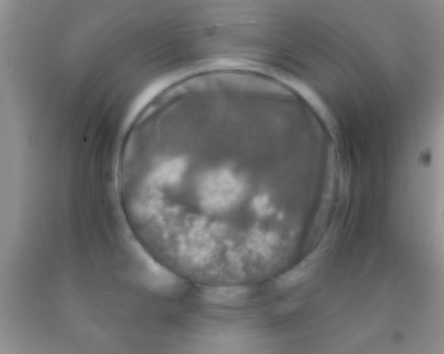 X0000091341294200709071210