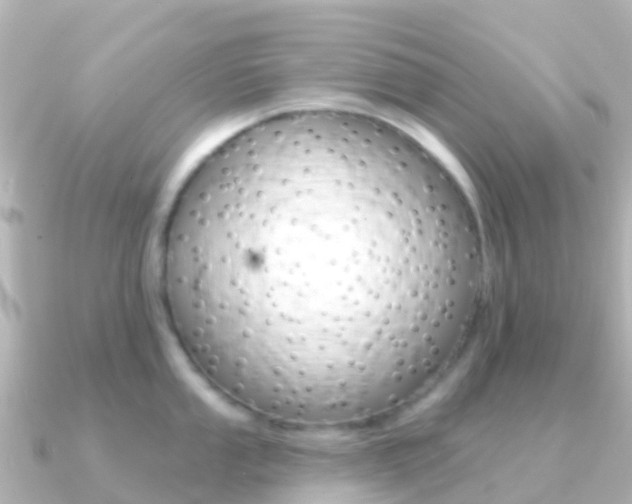 X0000091351053200708101033