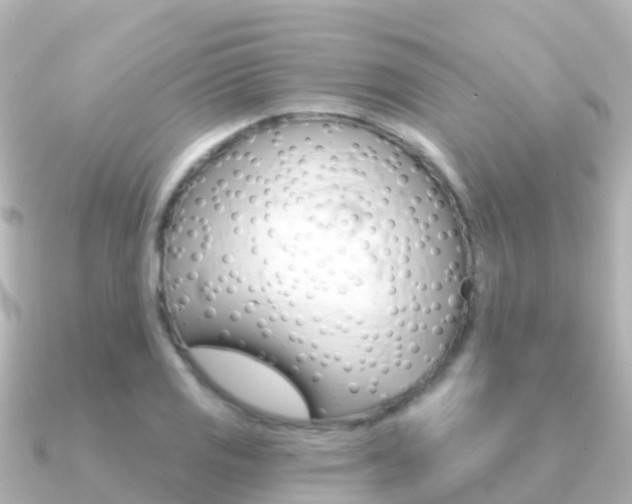 X0000091351125200708101032