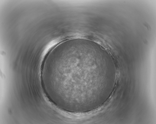 X0000091350006200708101539