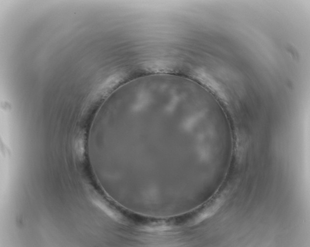 X0000091350065200708101538