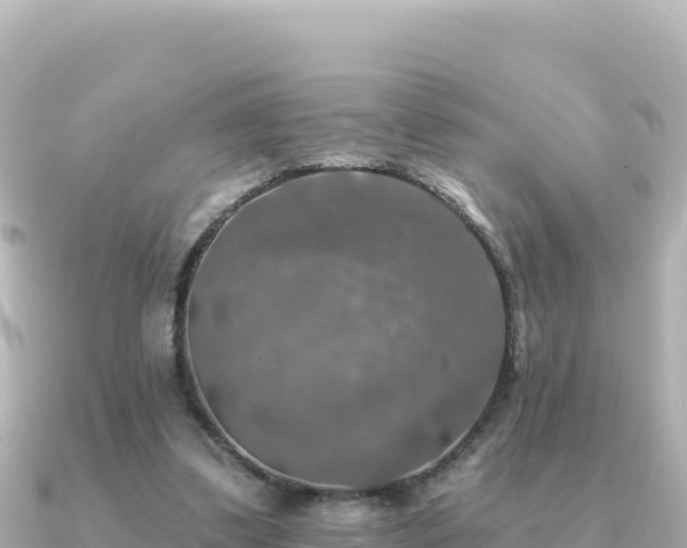 X0000091350299200708101535