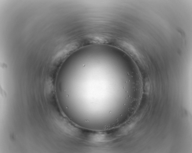 X0000091350318200708101535