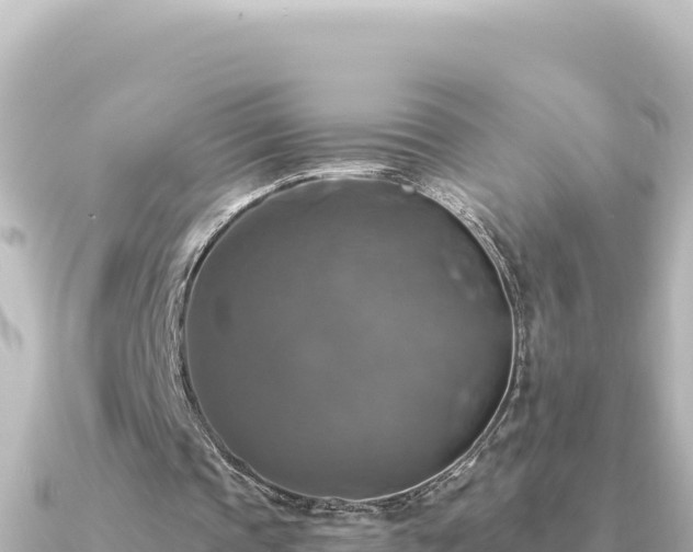 X0000091350337200708101534