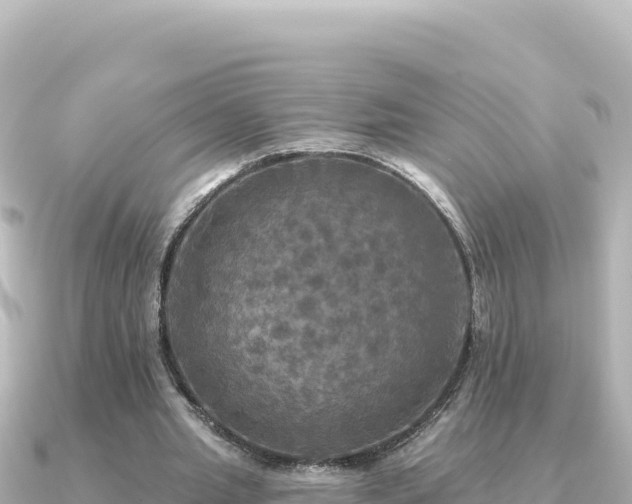 X0000091350437200708101533