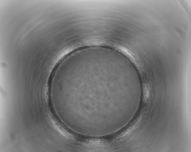 X0000091350439200708101533