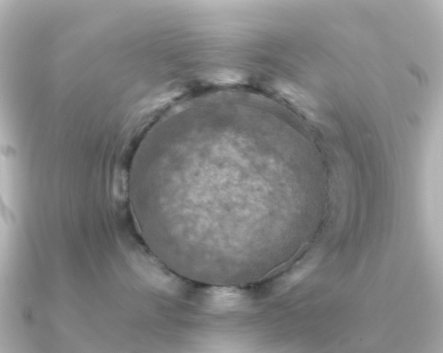 X0000091350528200708101532