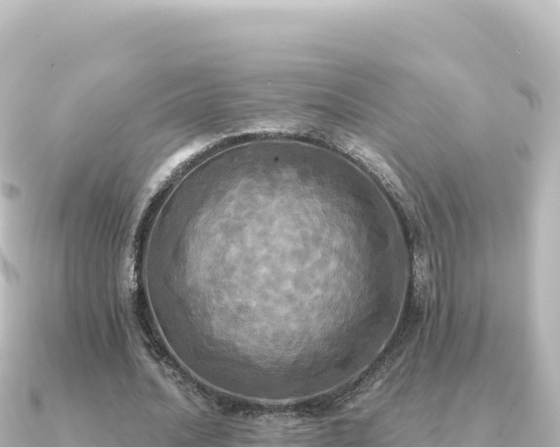 X0000091350628200708101531