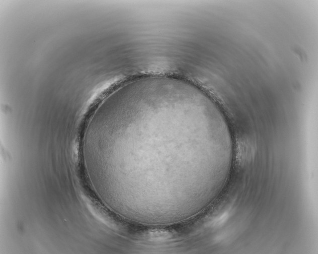 X0000091350636200708101531