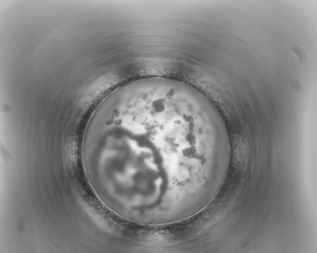 X0000091350683200708101530