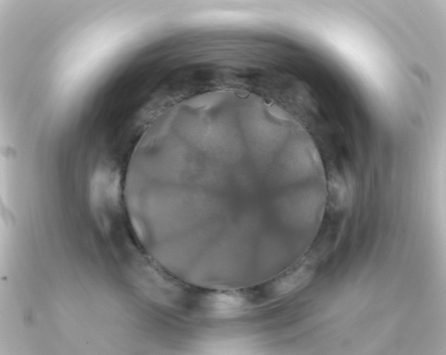 X0000091350765200708101530