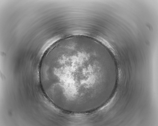 X0000091350782200708101529