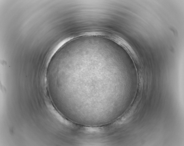 X0000091350852200708101529