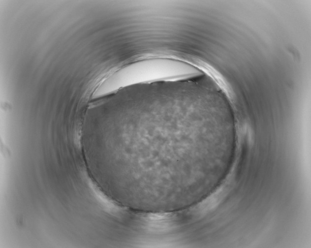 X0000091350857200708101529