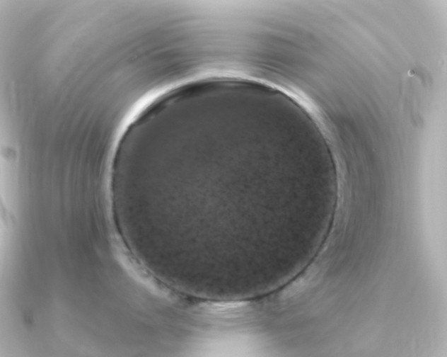 X0000091350864200708101529
