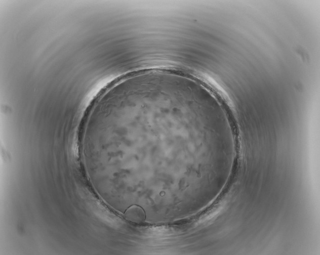 X0000091350883200708101528