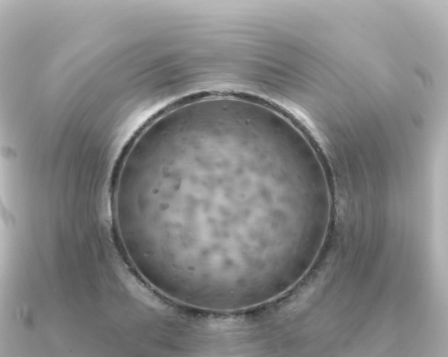 X0000091350887200708101528