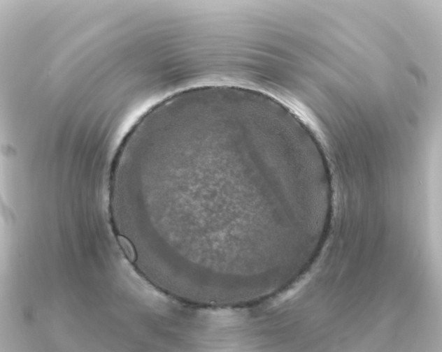 X0000091350896200708101528