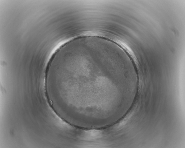 X0000091350992200708101526