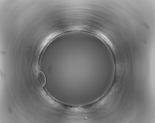 X0000091350994200708101526