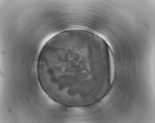 X0000091350995200708101526