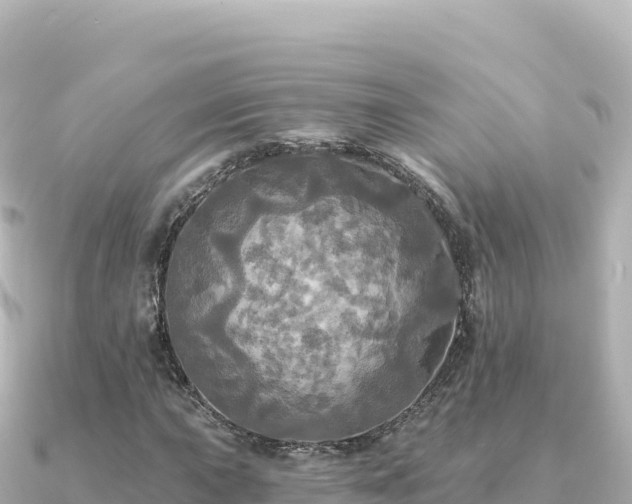 X0000091351015200708101526