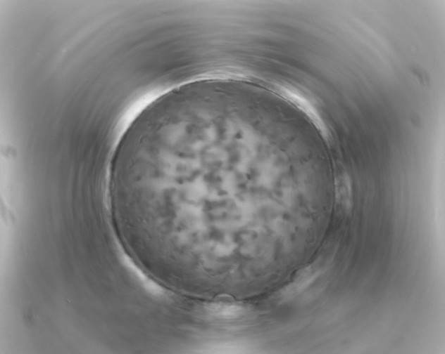 X0000091351103200708101525