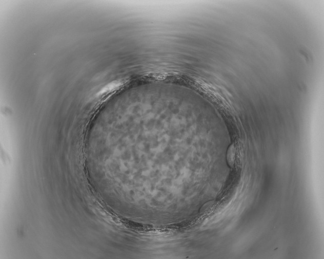 X0000091351105200708101524