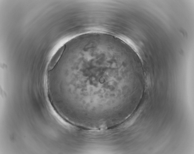 X0000091351391200708101521