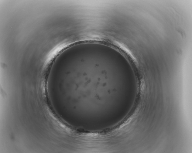 X0000091351455200708101520