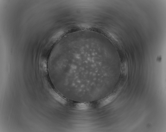 X0000091350238200708171438