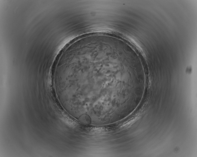 X0000091350883200708171429