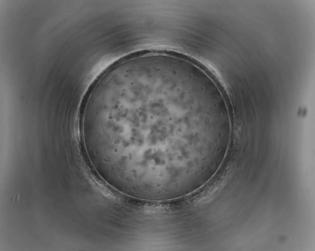 X0000091350887200708171429