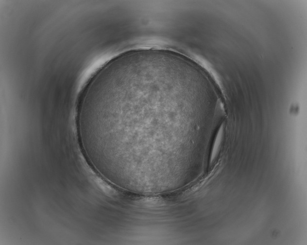 X0000091351464200708171421