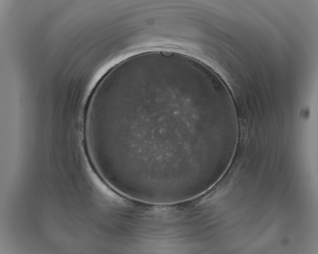 X0000091351531200708171421