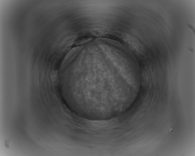 X0000091350034200708241258