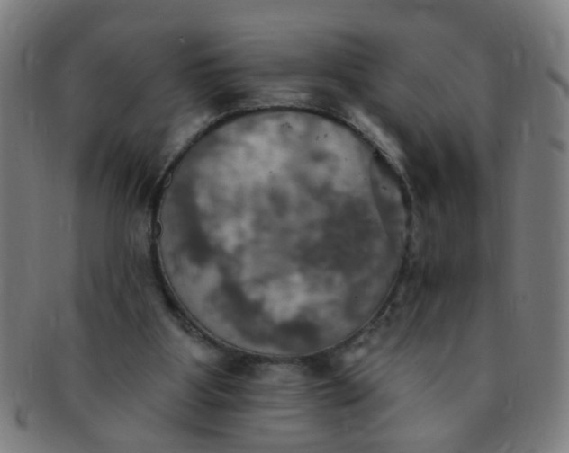 X0000091350107200708241256