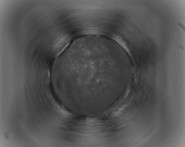 X0000091350109200708241256