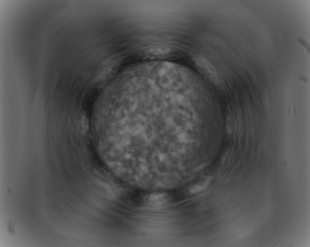 X0000091350173200708241255