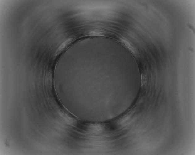 X0000091350349200708241252