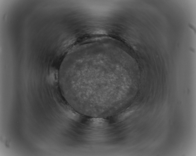 X0000091350528200708241249