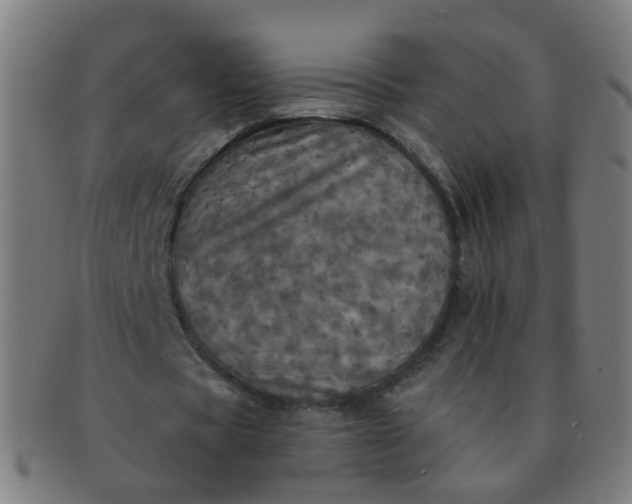 X0000091350529200708241249