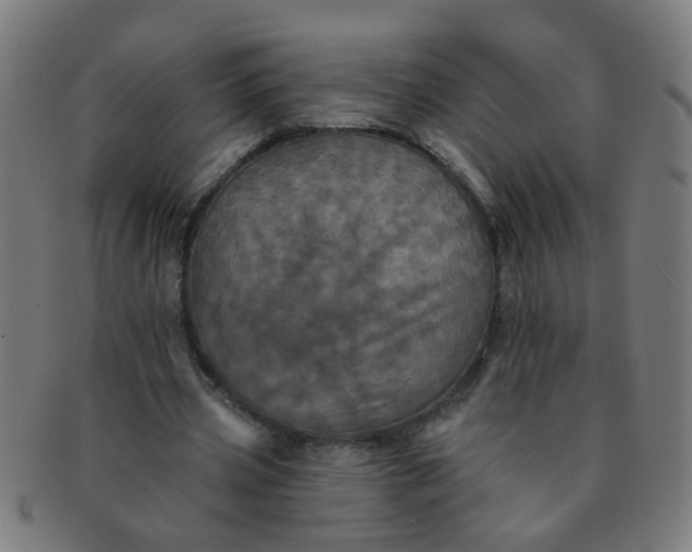 X0000091350533200708241249