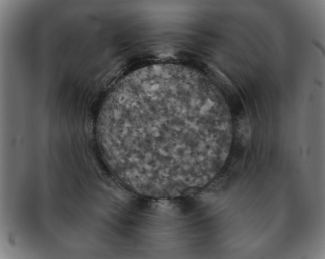 X0000091350565200708241249