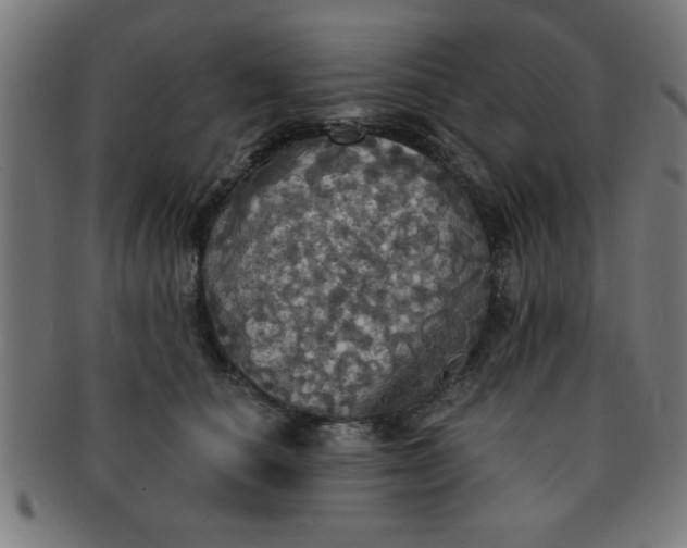 X0000091350660200708241248