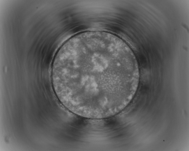 X0000091350856200708241245