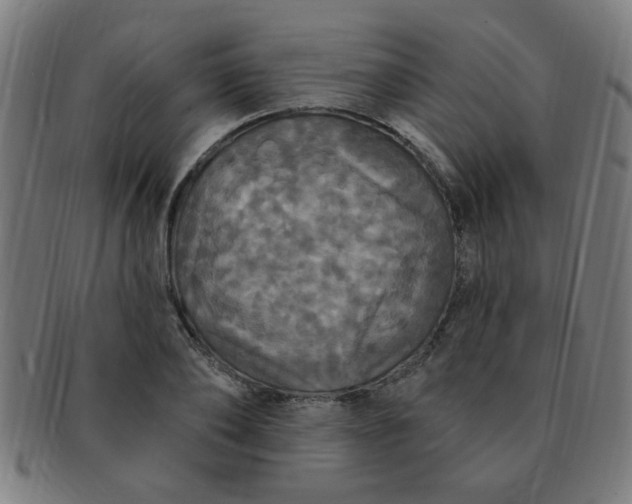 X0000091350886200708241244