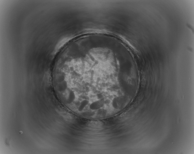 X0000091351215200708241238