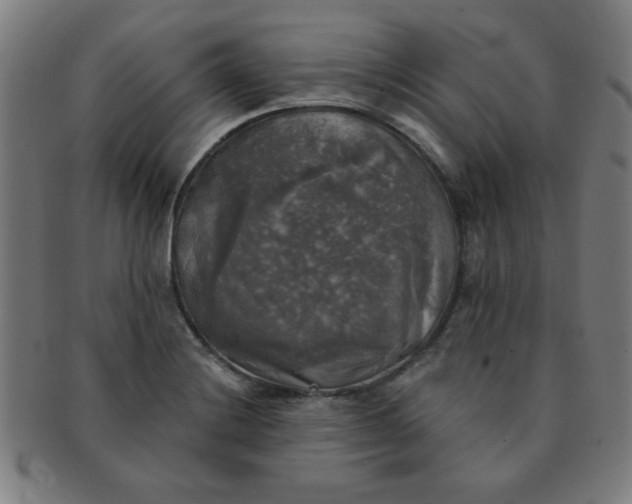 X0000091351228200708241239